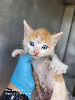 LUCKY -  Domestic Short Hair Cat for Adoption in San Antonio, Texas - LUCKY | PetCurious