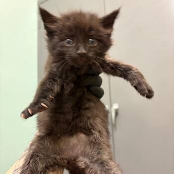 Mr. Cuddles -  Domestic Short Hair Cat for Adoption in Keizer, Oregon - Mr. Cuddles | PetCurious