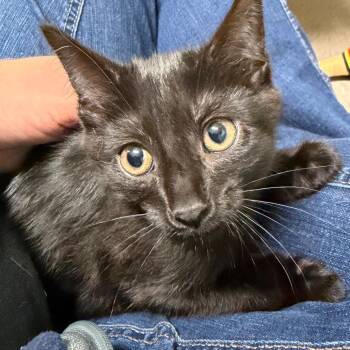 Margaret -  Domestic Short Hair Cat Available for Adoption in Middlebury, Vermont - Margaret | PetCurious
