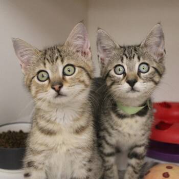 Marble -  Domestic Short Hair Cat for Adoption in Champaign, Illinois - Marble | PetCurious