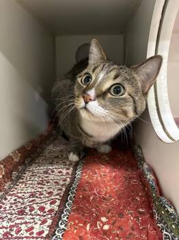 Domestic Short Hair Cats Available for Adoption in Indianapolis, Indiana - FINN | PetCurious