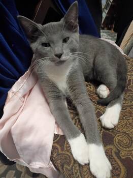 Domestic Short Hair Cats Available for Adoption in Ephrata, Washington - Ronald | PetCurious
