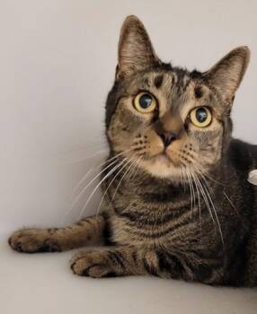 Honey -  Domestic Short Hair Cat for Adoption in Kalispell, Montana - Honey | PetCurious