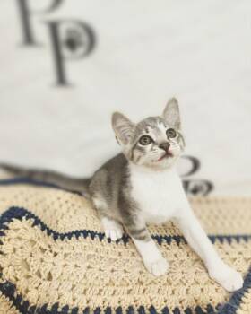 Hip Hop -  Domestic Short Hair Cat for Adoption in Social Circle, Georgia - Hip Hop | PetCurious