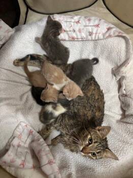 Domestic Short Hair Cats Available for Adoption in Fort Collins, Colorado - April | PetCurious