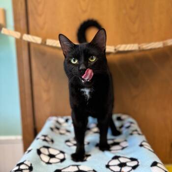 Rescue Domestic Short Hair Cats for Adoption in Fargo, North Dakota - Marcelo | PetCurious