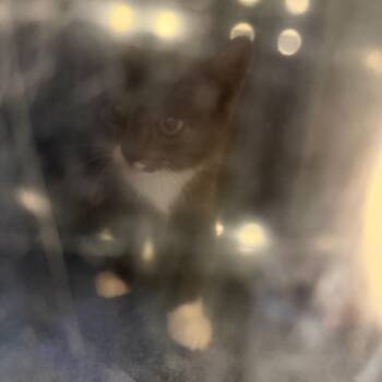 Gold Coast Shrimp -  Domestic Short Hair Cat for Adoption in Charlottesville, Virginia - Gold Coast Shrimp | PetCurious