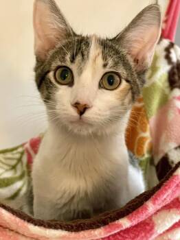 Joslin -  Calico Cat for Adoption in Lacon, Illinois - Joslin | PetCurious