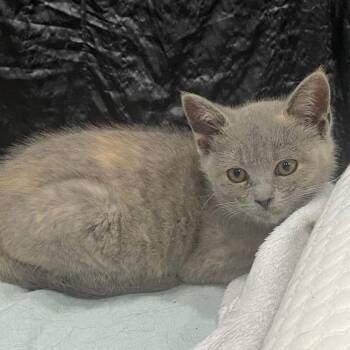Rescue Domestic Short Hair Cats for Adoption in Fairfax Station, Virginia - Sylvie | PetCurious