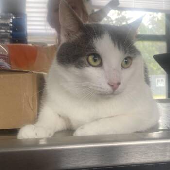 MeatBall -  Domestic Short Hair Cat for Adoption in Chapel Hill, North Carolina - MeatBall | PetCurious