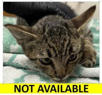 Rescue Domestic Short Hair Cats for Adoption in Eugene, Oregon - Larry | PetCurious