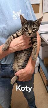 Koty -  Domestic Short Hair Cat for Adoption in Plattsburgh, New York - Koty | PetCurious