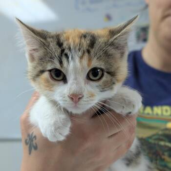 Helios -  Domestic Short Hair Cat for Adoption in Canton, Illinois - Helios | PetCurious