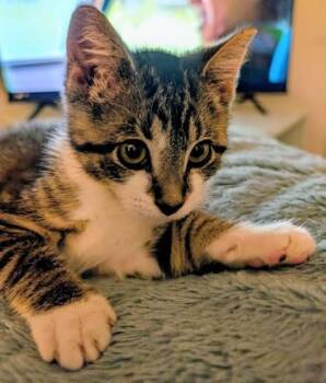 Pabbie -  Domestic Short Hair Cat for Adoption in West Chester, Pennsylvania - Pabbie | PetCurious