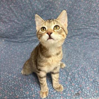 Fable -  Domestic Short Hair Cat for Adoption in Waterloo, Iowa - Fable | PetCurious