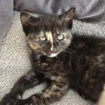 Tortoiseshell Cats Available for Adoption in Woodbridge Township, New Jersey - Sloane  | PetCurious