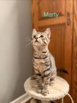 Marty -  Domestic Short Hair Cat for Adoption in Johnson City, Tennessee - Marty | PetCurious