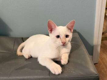 Peter 5213 -  Siamese Cat for Adoption in Bonsall, California - Peter 5213 | PetCurious