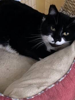 Rescue Domestic Short Hair Cats for Adoption in Lodi, California - Maxine | PetCurious
