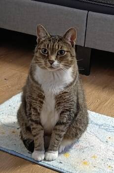 Rescue Tabby Cats for Adoption in Hamilton, Ontario - Loki | PetCurious