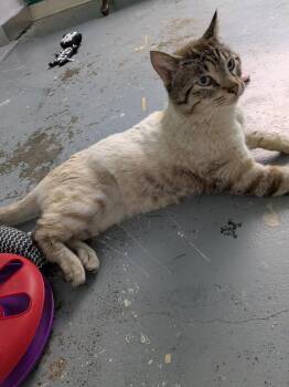 Domestic Medium Hair Cats Available for Adoption in Garden City, Michigan - Pretzel | PetCurious