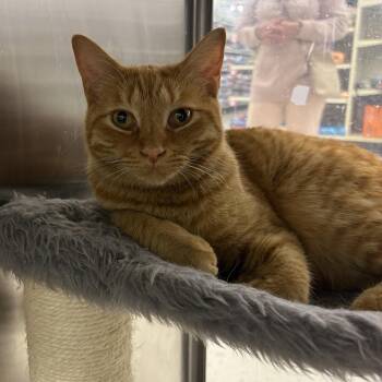 Domestic Short Hair Cats Available for Adoption in North Arlington, New Jersey - Leo | PetCurious
