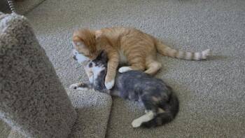 Lyra26 -  Domestic Short Hair Cat for Adoption in Youngsville, North Carolina - Lyra26 | PetCurious