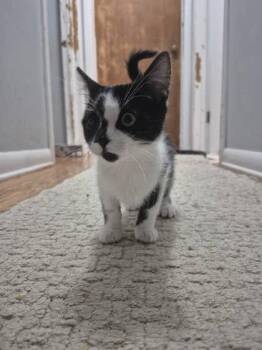 Rescue Domestic Short Hair Cats for Adoption in Dekalb, Illinois - Rudy | PetCurious