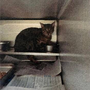 Domestic Short Hair Cats Available for Adoption - Milford | PetCurious