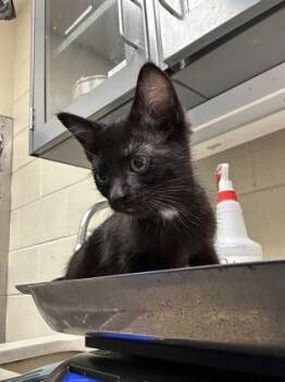 Hope -  Domestic Long Hair Cat for Adoption in Wichita, Kansas - Hope | PetCurious