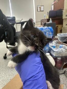 Domestic Short Hair Cats Available for Adoption in Pasadena, Texas - A185246 | PetCurious