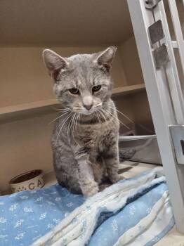 Domestic Short Hair Cats Available for Adoption - Smokey | PetCurious