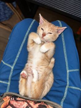 Apple Z -  Tabby Cat for Adoption in Fresno, California - Apple Z | PetCurious