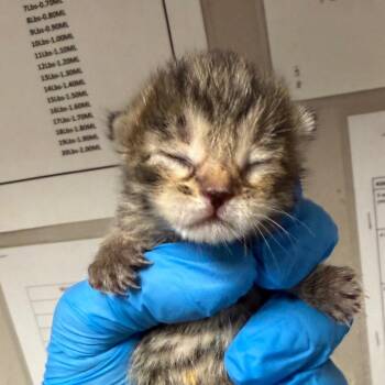 Domestic Short Hair Cats Available for Adoption - Tina | PetCurious