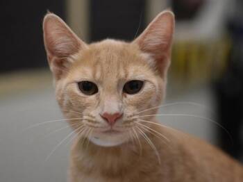 Token -  Domestic Short Hair Cat for Adoption in Portland, Oregon - Token | PetCurious