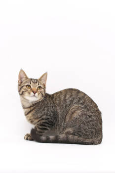 Rescue Domestic Short Hair Cats for Adoption in Morton Grove, Illinois - Jason | PetCurious