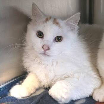 Domestic Medium Hair Cats Available for Adoption - Lord Florian Devereaux | PetCurious