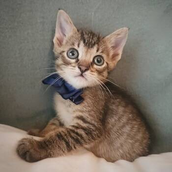 Rescue Domestic Short Hair Cats for Adoption in Austin, Texas - Elroy 26 | PetCurious