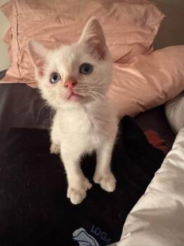 Chobani -  Domestic Short Hair Cat for Adoption in Ontario, New York - Chobani | PetCurious