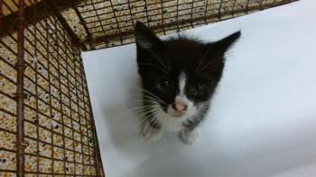 Domestic Short Hair Cats Available for Adoption in Doral, Florida - BUTTON | PetCurious