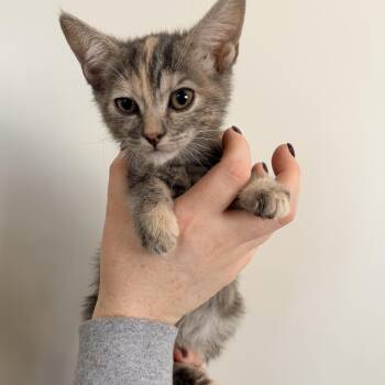 Cherry -  Tabby Cat for Adoption in Las Vegas, Nevada - Cherry | PetCurious