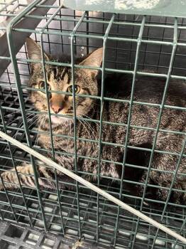 Domestic Short Hair Cats Available for Adoption in Dallas, Texas - CAMERON | PetCurious
