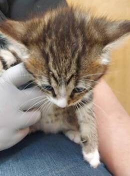 Domestic Short Hair Cats Available for Adoption in Hartsville, South Carolina - Smarties | PetCurious