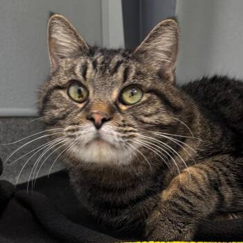 Biscuit Maker - Coming Soon! -  Domestic Short Hair Cat for Adoption in Naperville, Illinois - Biscuit Maker - Coming Soon! | PetCurious