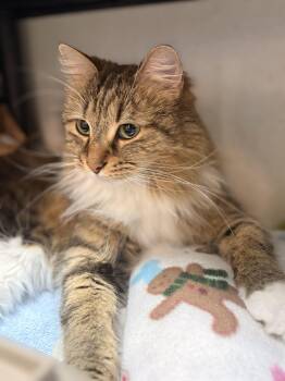 Boots -  Domestic Long Hair Cat for Adoption in Worcester, Massachusetts - Boots | PetCurious