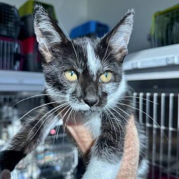 Wisp -  Domestic Short Hair Cat for Adoption in Matteson, Illinois - Wisp | PetCurious