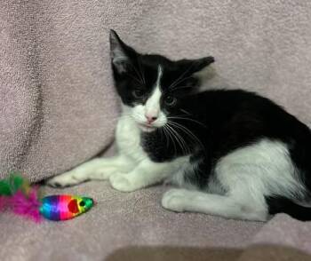 Filly -  Oriental Short Hair and Domestic Short Hair Cat for Adoption in Fruit Heights, Utah - Filly | PetCurious