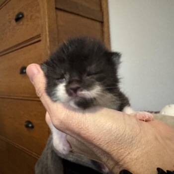 Louanne -  American Shorthair Cat for Adoption in Freeport, Florida - Louanne | PetCurious