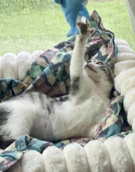 Daisy -  Domestic Short Hair Cat for Adoption in Chalfont, Pennsylvania - Daisy | PetCurious