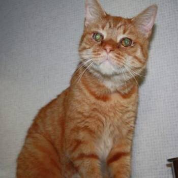 Domestic Short Hair Cats Available for Adoption in Richmond, Virginia - Tiger | PetCurious
